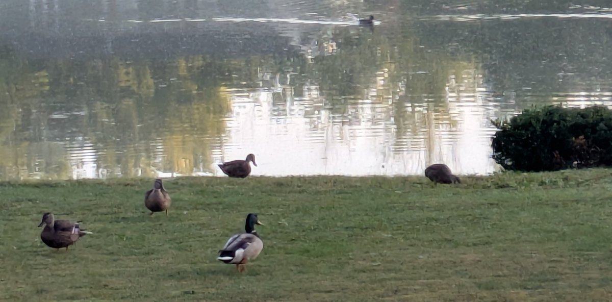 Pat West tweet media