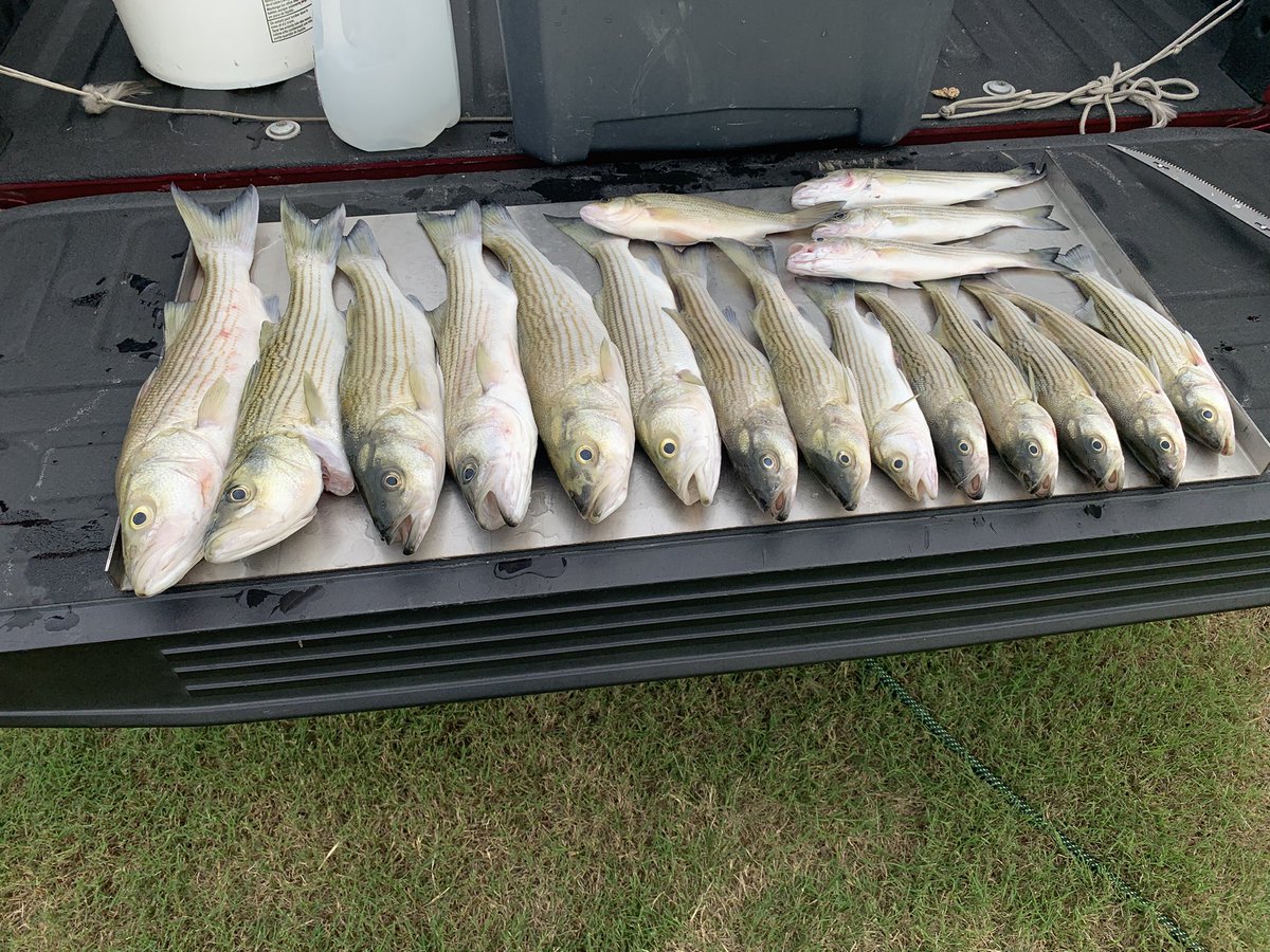 airforce1fishin's tweet photo. River fishing with AirForceOne #gotem #stripers #damfishing https://t.co/oCfSW2KQbI
