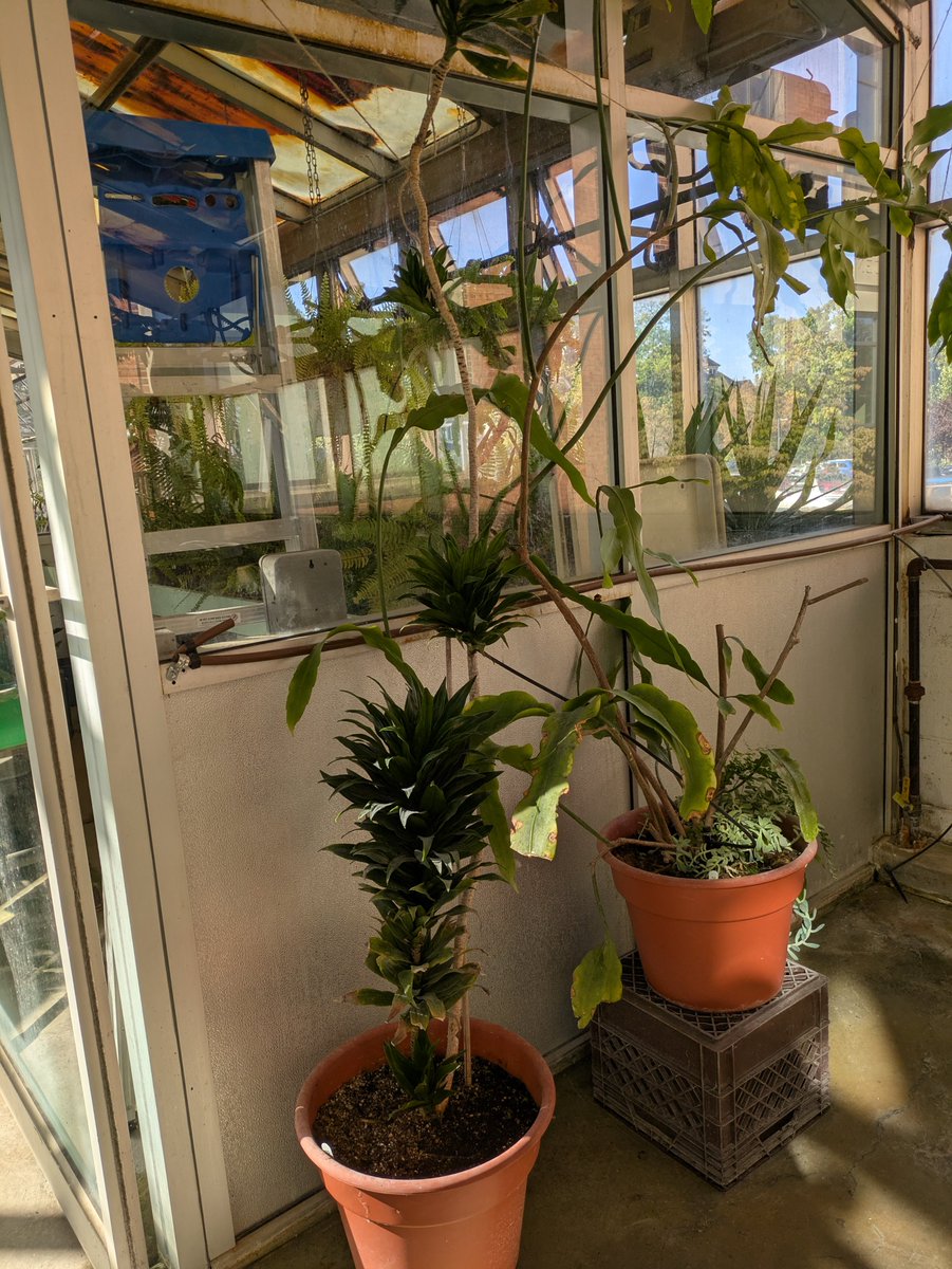 Dracaena, which rarely blooms in cultivation, is blooming in our greenhouse! 🌱😄