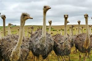 david_protector's tweet image. FRIENDS; THE CORRUPT CFIA AND RCMP ARE KILLING THE OSTRICHES AND HAULING THEM OFF THE PROPERTY IN BLUE DUMPSTERS AGAINST A COURT ORDER TO STAND DOWN---CORRUPTION AT THE HIGHEST LEVEL