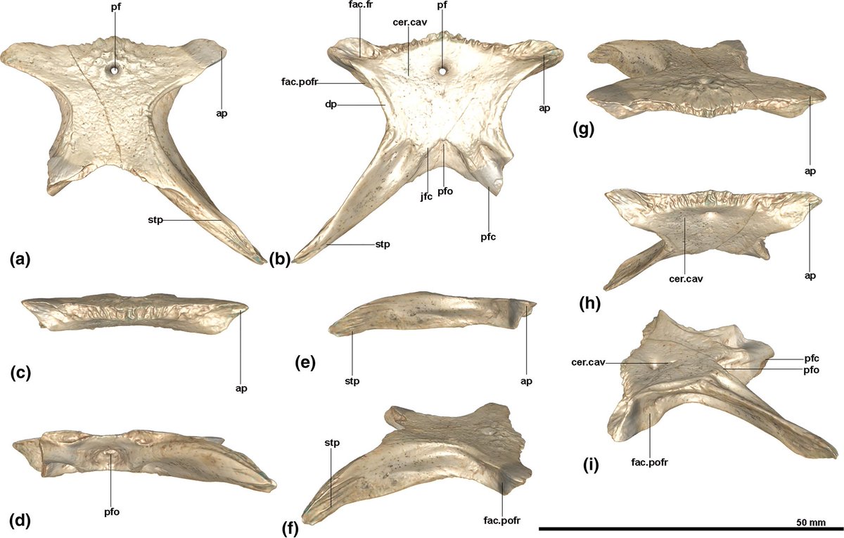 Our new #OpenAccess paper in <a href="/AnatRecord/">The Anatomical Record</a> record on new fossil remains of the large #lizard #Varanus from the Pliocene of Thessaloniki, Greece
doi.org/10.1002/ar.700…

Research funded by <a href="/NCN_PL/">Narodowe Centrum Nauki</a>