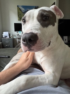 PoundHoundsResQ's tweet image. We haven&apos;t had one inquiry on Bella Wella 😢

And we have no idea why.

Bella is a one year old family dog that was surrendered to the New York Animal Care Centers due to landlord issues back in January.

She lived with two adults and children.

She is described as a mellow,…
