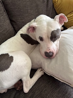 PoundHoundsResQ's tweet image. We haven&apos;t had one inquiry on Bella Wella 😢

And we have no idea why.

Bella is a one year old family dog that was surrendered to the New York Animal Care Centers due to landlord issues back in January.

She lived with two adults and children.

She is described as a mellow,…