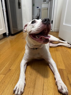 PoundHoundsResQ's tweet image. We haven&apos;t had one inquiry on Bella Wella 😢

And we have no idea why.

Bella is a one year old family dog that was surrendered to the New York Animal Care Centers due to landlord issues back in January.

She lived with two adults and children.

She is described as a mellow,…