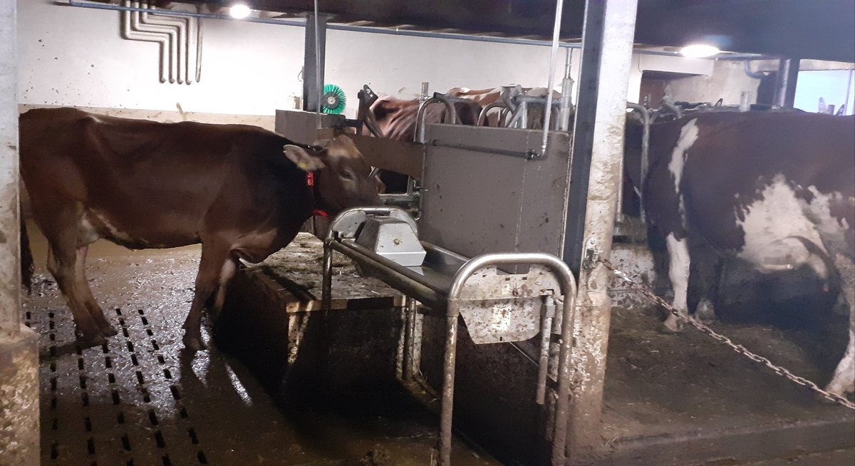 frauhasenklee's tweet image. Der Sohn hat heute eine #Swissbrown aus Bayern bei der RBW gekauft. So eine wollte ich schon immer mal. 🥰 🇨🇭 🐮
Zum ersten mal im #Melkroboter war sie zahm.