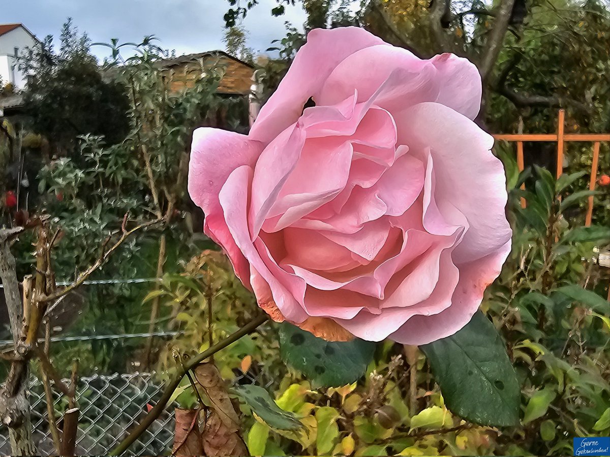 GGelsenkirchen's tweet photo. Hey, irgendwie kennt doch jeder jemanden, der einen #Schrebergarten hat oder wie ist das bei euch? 🙂 Also wir haben da immer die krassesten #Partys gefeiert. 😁💪🕺
Habt ihr auch so eine spezielle "Schrebergarten-#Erinnerung"? Dann haut mal raus! 😘
(Fotos: falke) https://t.co/rfrr1Yj9bO