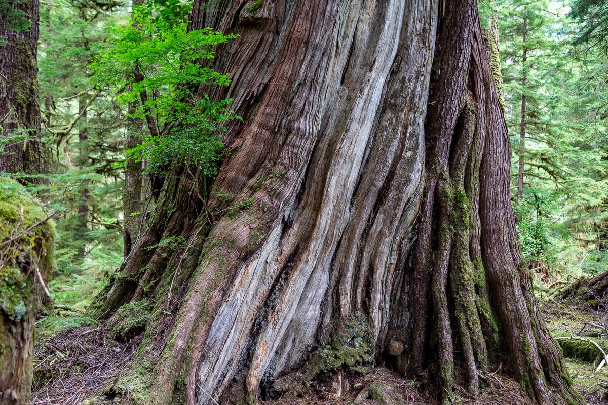 treemissions's tweet image. A single mature tree can absorb over 48 pounds of CO2 per year, but ancient forests store up to 75% of their carbon underground in soil and roots—out of sight, out of mind!