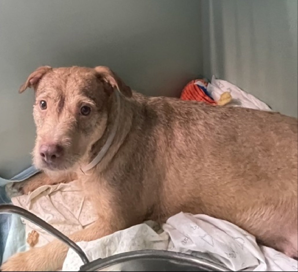 MorgFairsdogs's tweet photo. Coco 235760
Listed TBK 10/18
#NYCACC #RescueOnly 
She is a cute 4 yr old
In prior home, loved to sleep & run & be near her people
Was recently adopted & ret'd after bite incident in park when child pulled on her collar 
Needs exp all adult home 
Save Coco!
https://t.co/kfx4SI4vdq
#Pledge4Rescue #foster #adopt