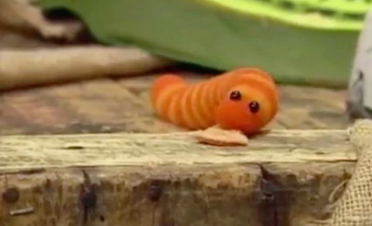 If you see this, tell me your favourite random obscure fact you know