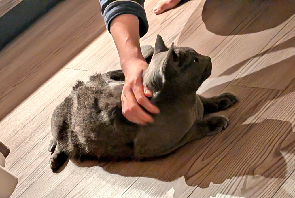 こんばんは

ド深夜に僕見習(しもべみならい)にもふもふされております