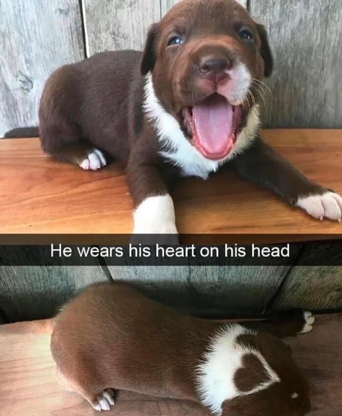 Pawes_and_pups's tweet image. 