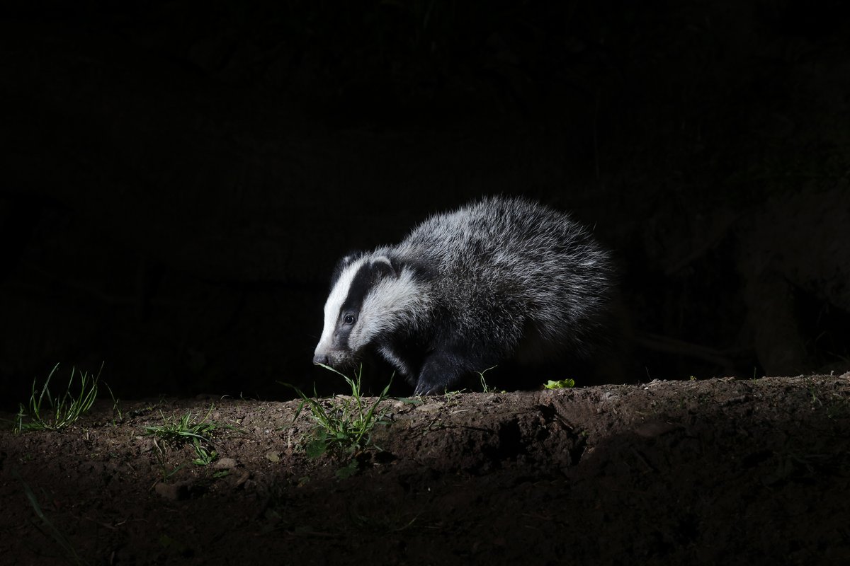Devon Badger Group tweet media