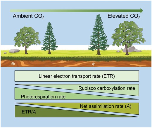 JPlantEcol's tweet photo. Short- and long-term CO2 variations ➡️ Linear #ElectronTransport to assimilation ratio (ETR/A)🟰Effects❓
Samples:
1️⃣ Helianthus annuus
2️⃣ Vigna unguiculata
#ChlorophyllFluorescence | #ClimateChange | #ElevatedCO2 | #Photorespiration
@MaximumAcademic
https://t.co/Nj3dyfWz1V https://t.co/oB3rBwsWWy