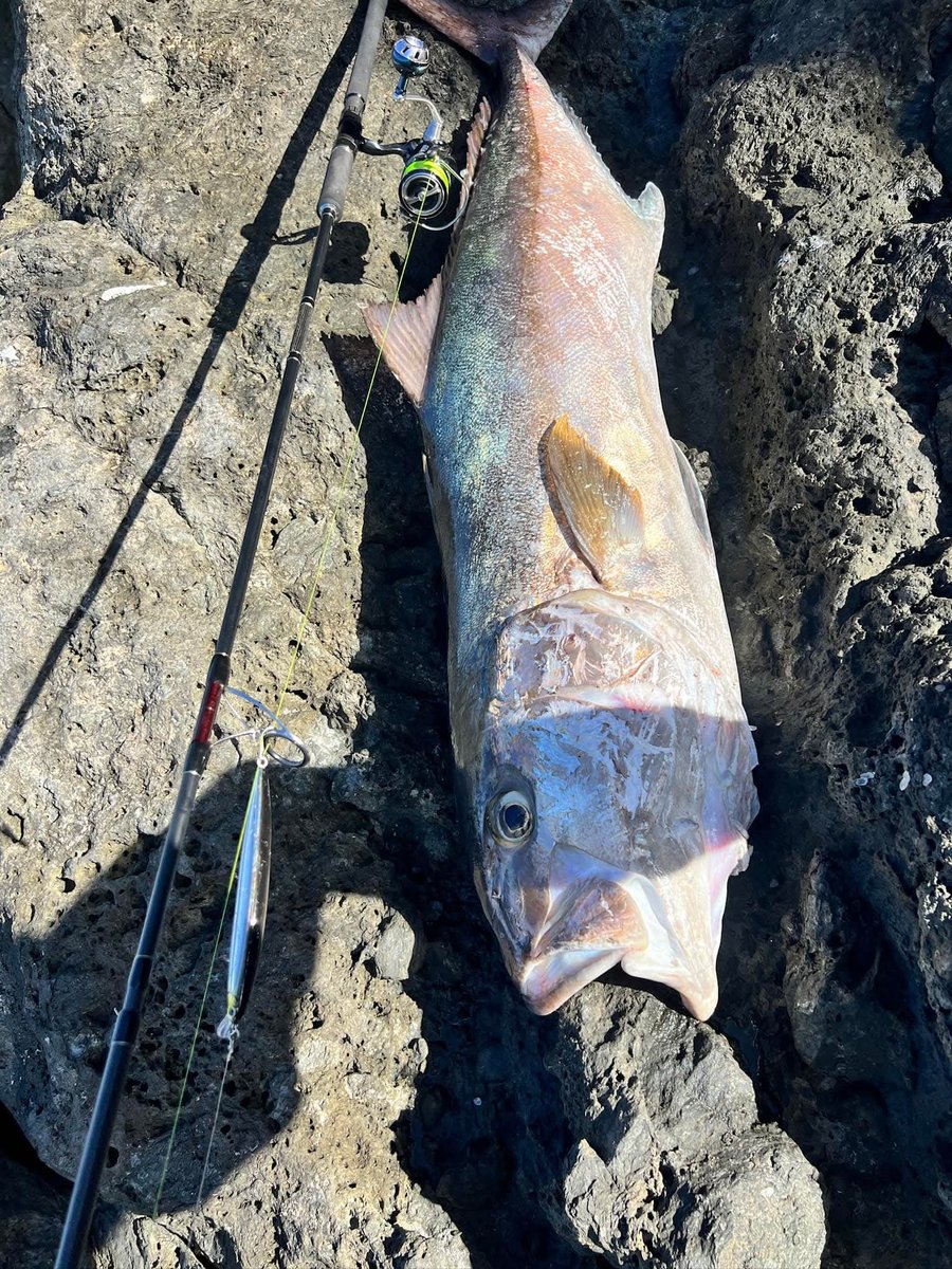 blankblacksoul_'s tweet photo. Hook up Amber Jack 🎣

#shorejigging #fishing #landbased #shorecasting #popping #malangselatan https://t.co/mMci8QmvX5