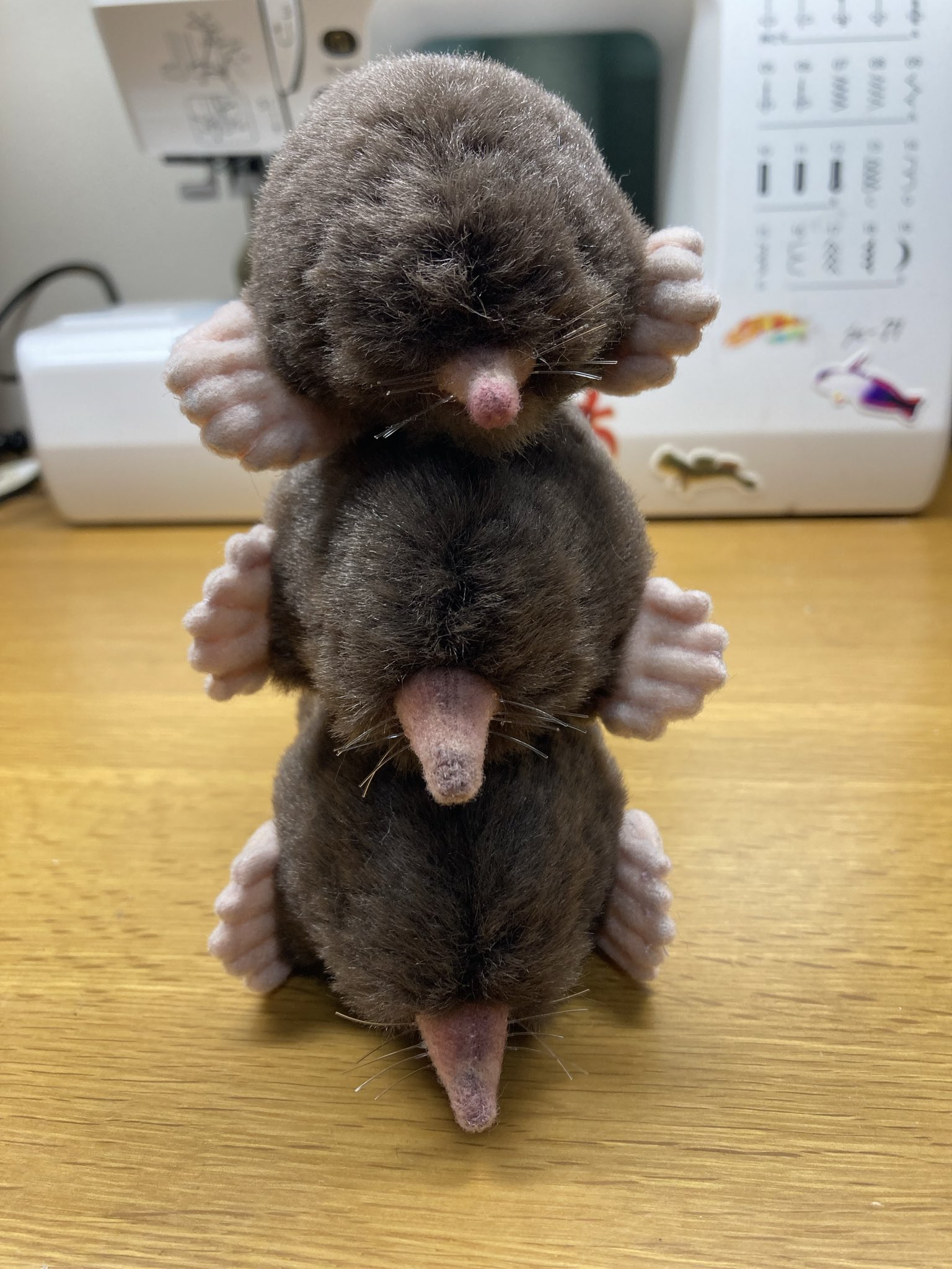 ちなきのこ🐾いきもにあ両日L-308 on X: 