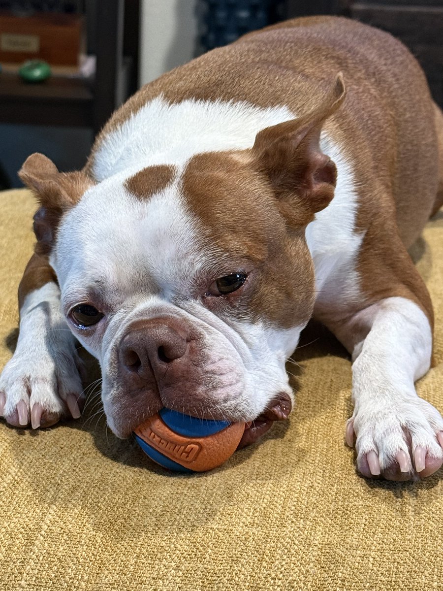 Charlie_462's tweet photo. Someone is tired 😴 but won’t give up the ball… lol https://t.co/6dlav7eDZs