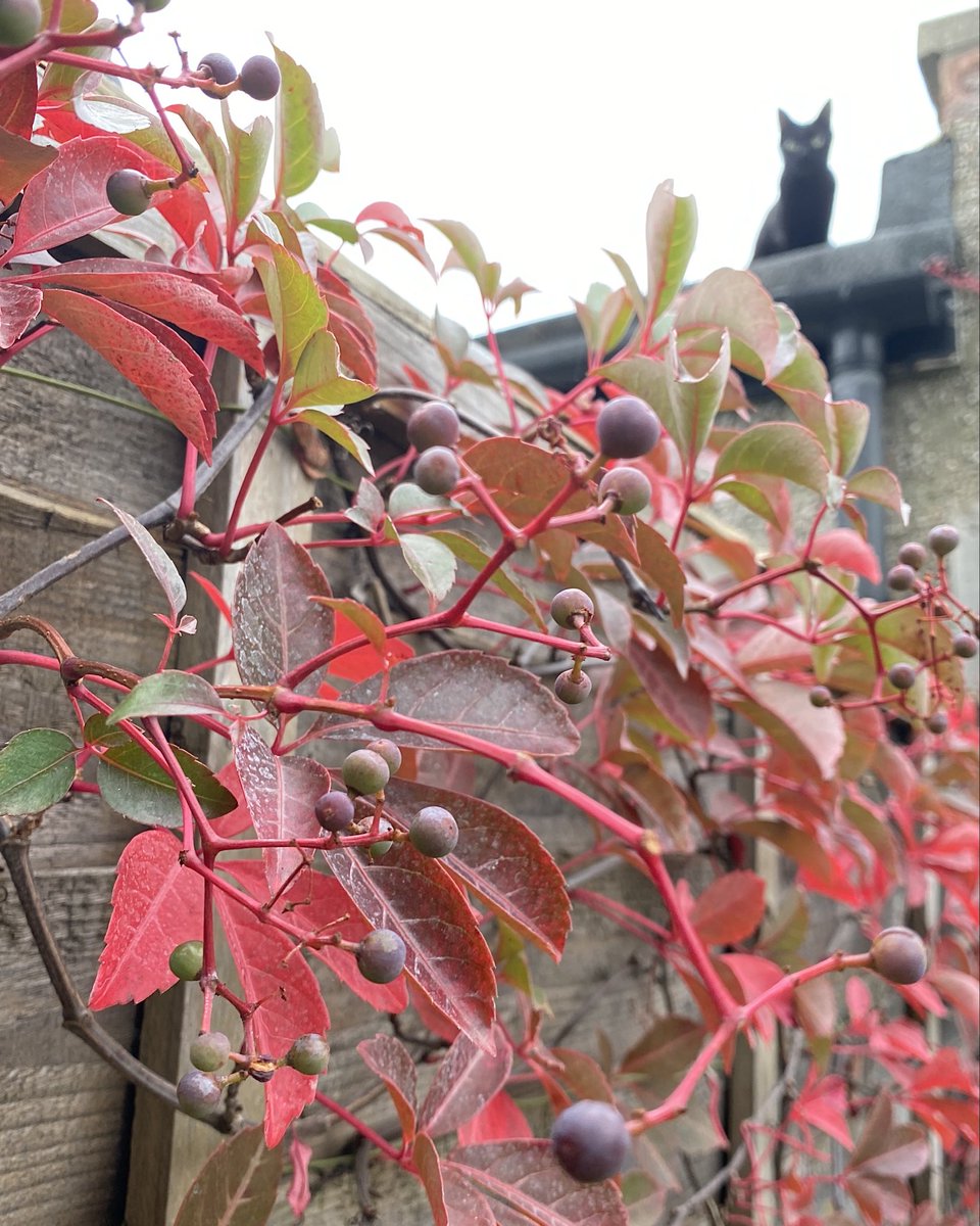 白田あや tweet media