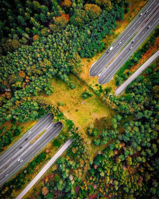 Rainmaker1973's tweet image. Fun fact.
The Netherlands has over 600 wildlife crossings to help animals safely cross busy roads and highways.