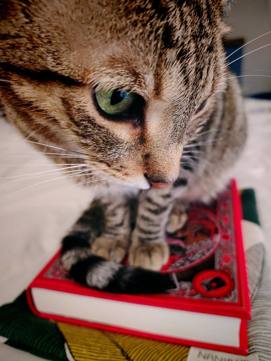 JudithRico_'s tweet image. Lectura recomendada:
«HIJA DE LA VENGANZA», de #MichaelMcDowell 🖤❤️, naturalmente.