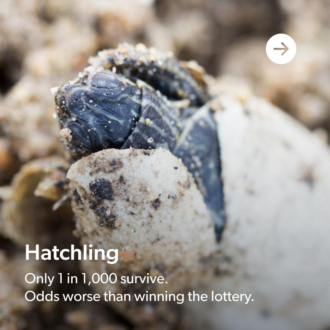 Cayman Turtle Centre tweet media