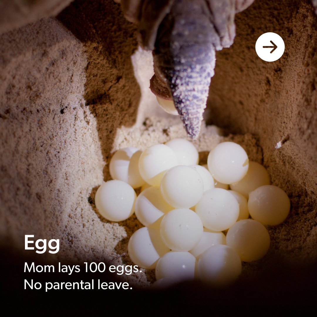 Cayman Turtle Centre tweet media