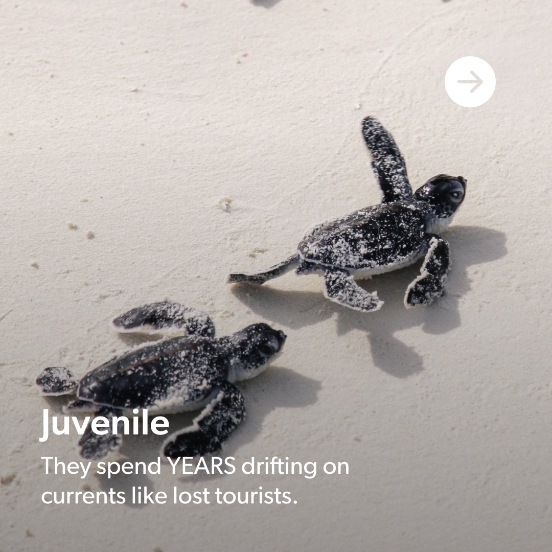 Cayman Turtle Centre tweet media