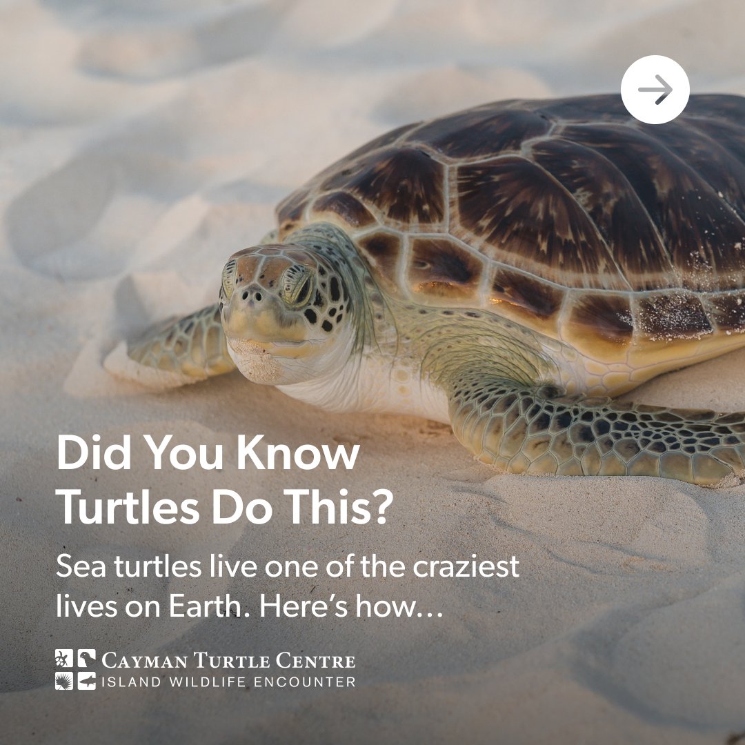 Cayman Turtle Centre tweet media