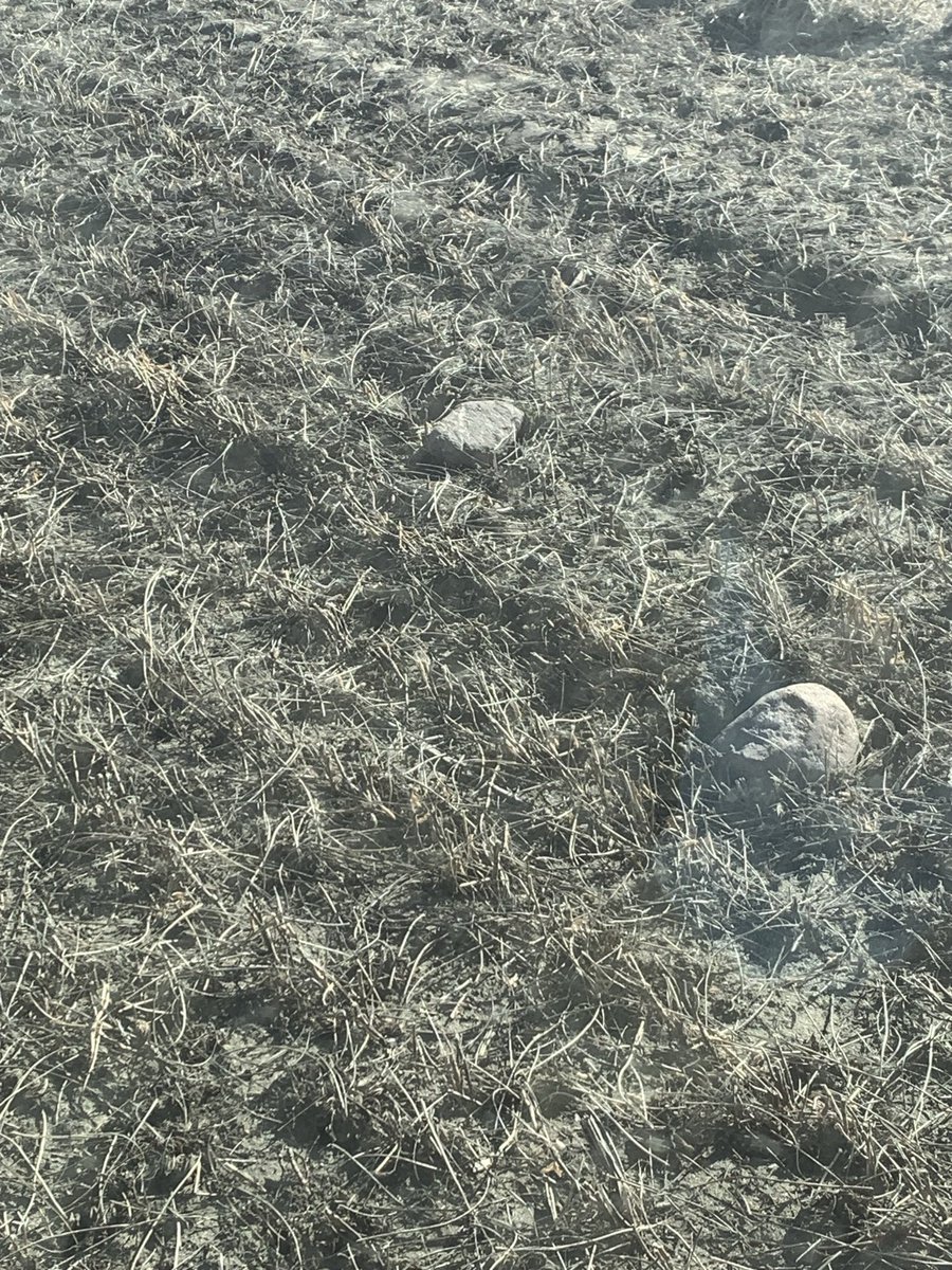 Harry (The AI version of Maizeing Pete ) Bennett tweet media