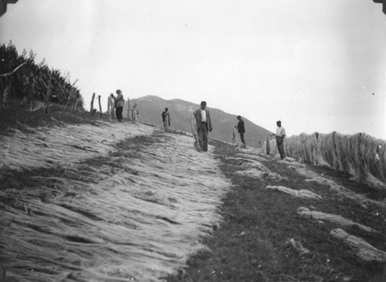 🧵1/3 ⏪ Way back when, flax covered over 3,000 acres of land on St Helena and the industry directly employed 300 to 400 people – just check out this #throwback to workers drying out flax in the early 1900s!