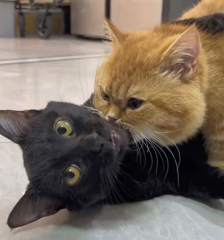 the kittens got caught 🐈‍⬛🐈