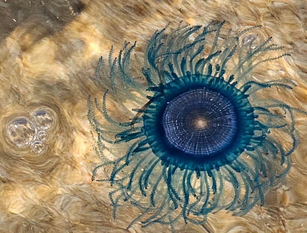 HanaumaOutreach's tweet image. &quot;INVERT THURSDAYS&quot; (10.16.25)
A #BlueButton is a flat, circular, bright blue animal with a floating fringe of long feathery tentacles &amp;amp; no sail.  The tentacles are said to be sticky, to break off on contact &amp;amp; to be capable of delivering a painful sting.
#HawaiiSeaGrant #SOEST