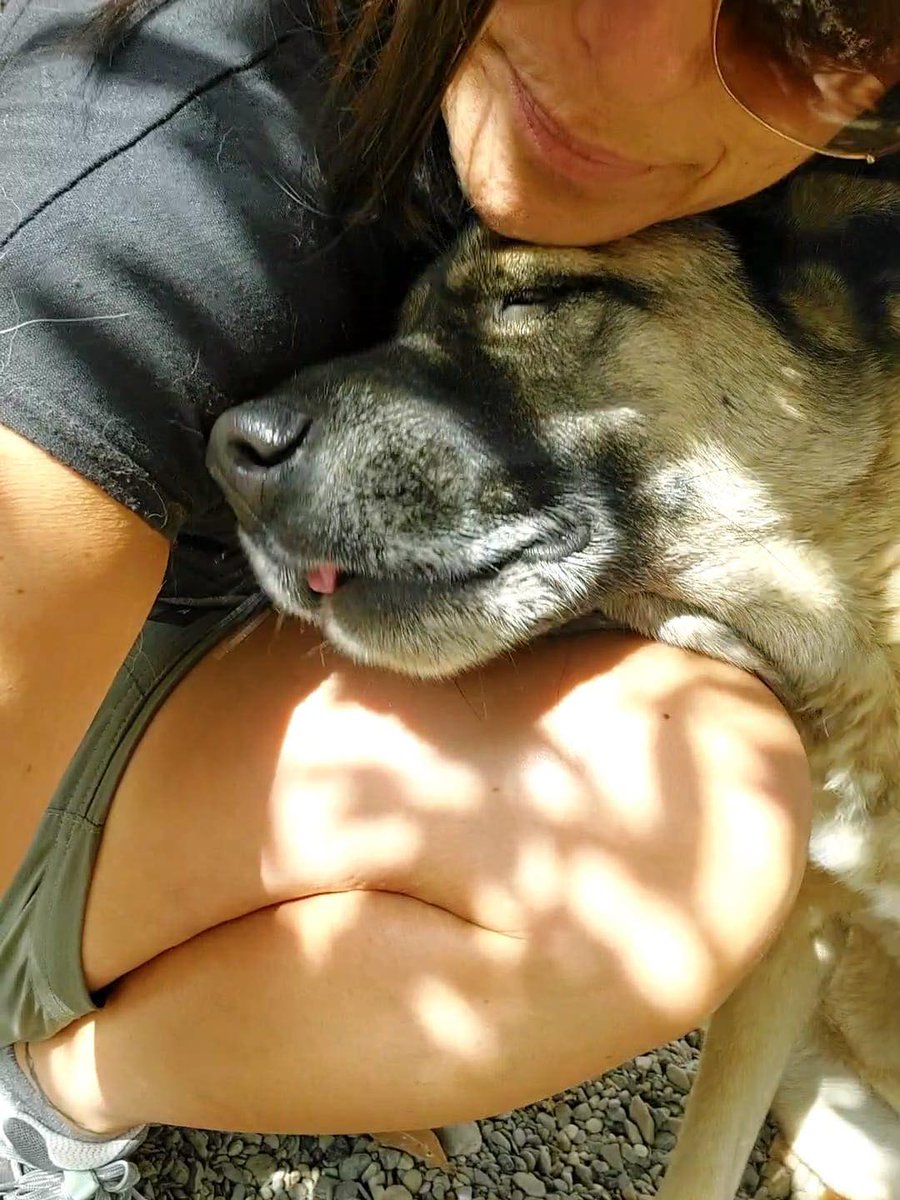 #Málaga
Como suele pasar, cuando era cachorrilla y pequeñita, fue el juguete querido de la familia. Pero creció, de tamaño y edad y se puso enferma, (es positiva en leishmania, ya controlada), y entonces pasó a ser solo un estorbo del que había que deshacerse.

Se llama #JARA, y