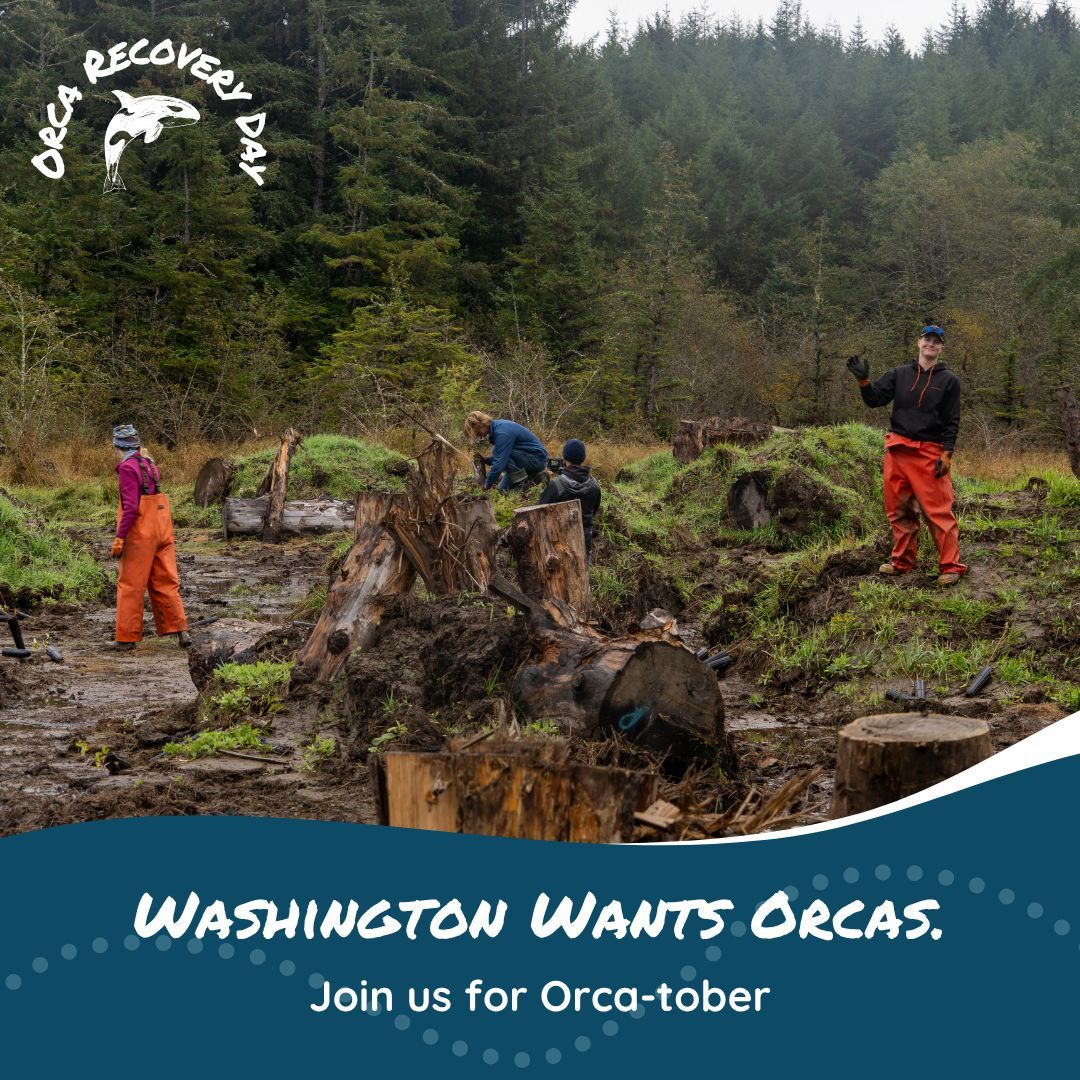 🐋 This Saturday, October 18th, is Orca Recovery Day. Help the Southern Resident orcas by attending a habitat restoration event near you. Find an event at betterground.org/ord/ 🐋 

#StopSalmonExtinction #SaveOrca