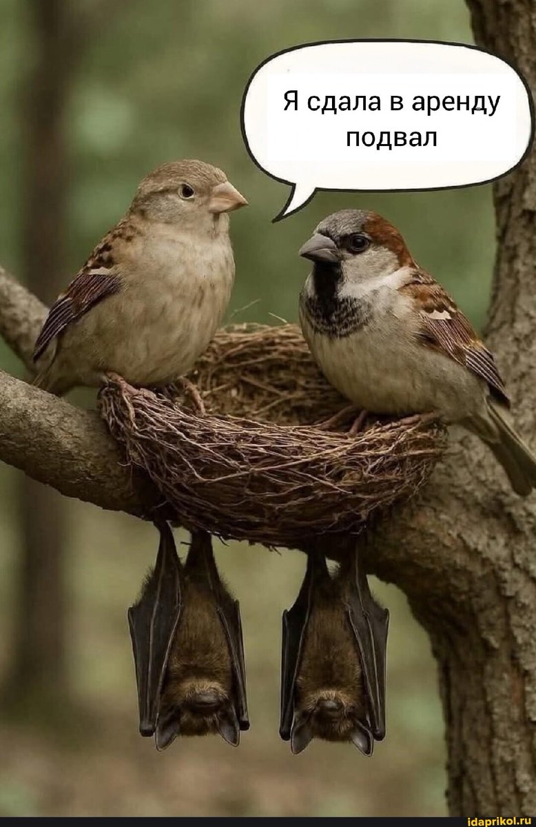 Коммерс, блин!🤣