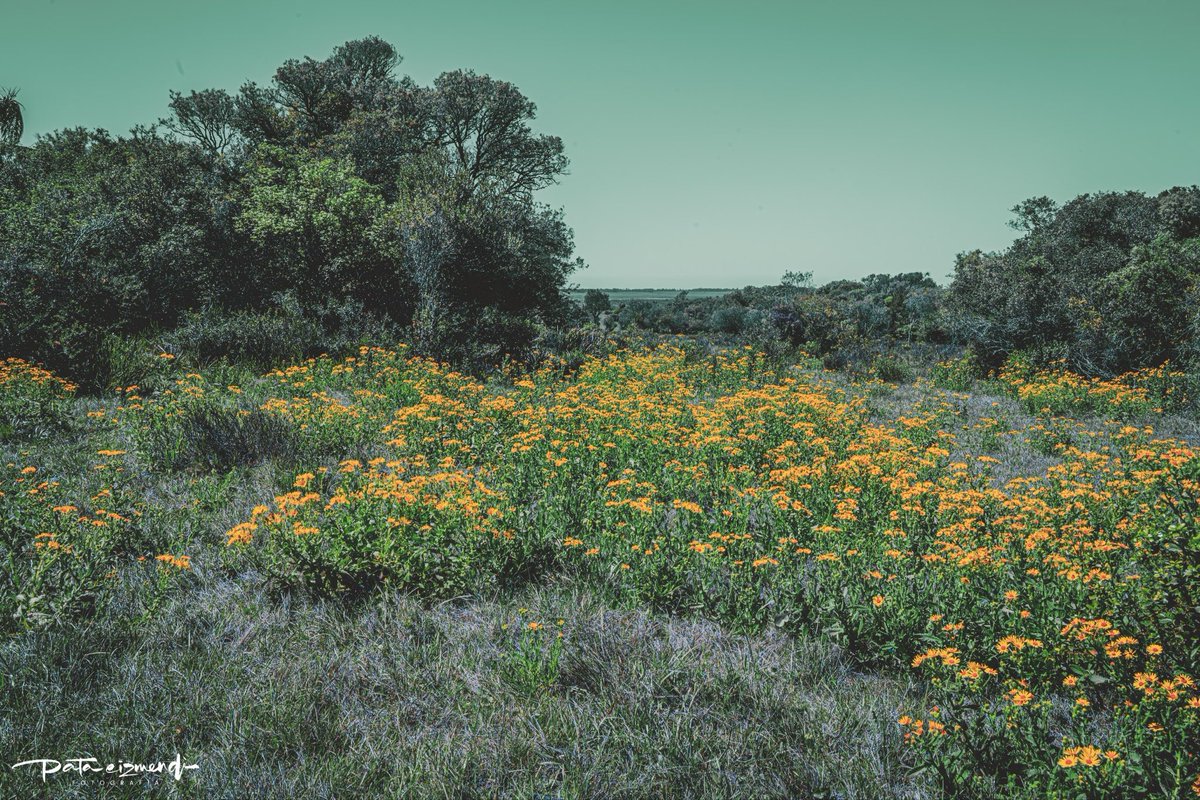 Bosque de Higuerones.

Laguna Negra - Rocha

#CampamentoEducativo de Escuelas, Liceo y Utu de Treinta y tres. Gurises y docentes participaron de la experiencia enmarcada en la política de ampliación del tiempo educativo (ATE) de <a href="/ANEP_Uruguay/">ANEP</a> CODICEN 
Sede: <a href="/chakahanan/">ChakaHanan</a> Laguna