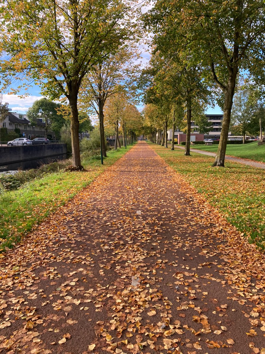 The last 100 metres of my cycle home today 🍂