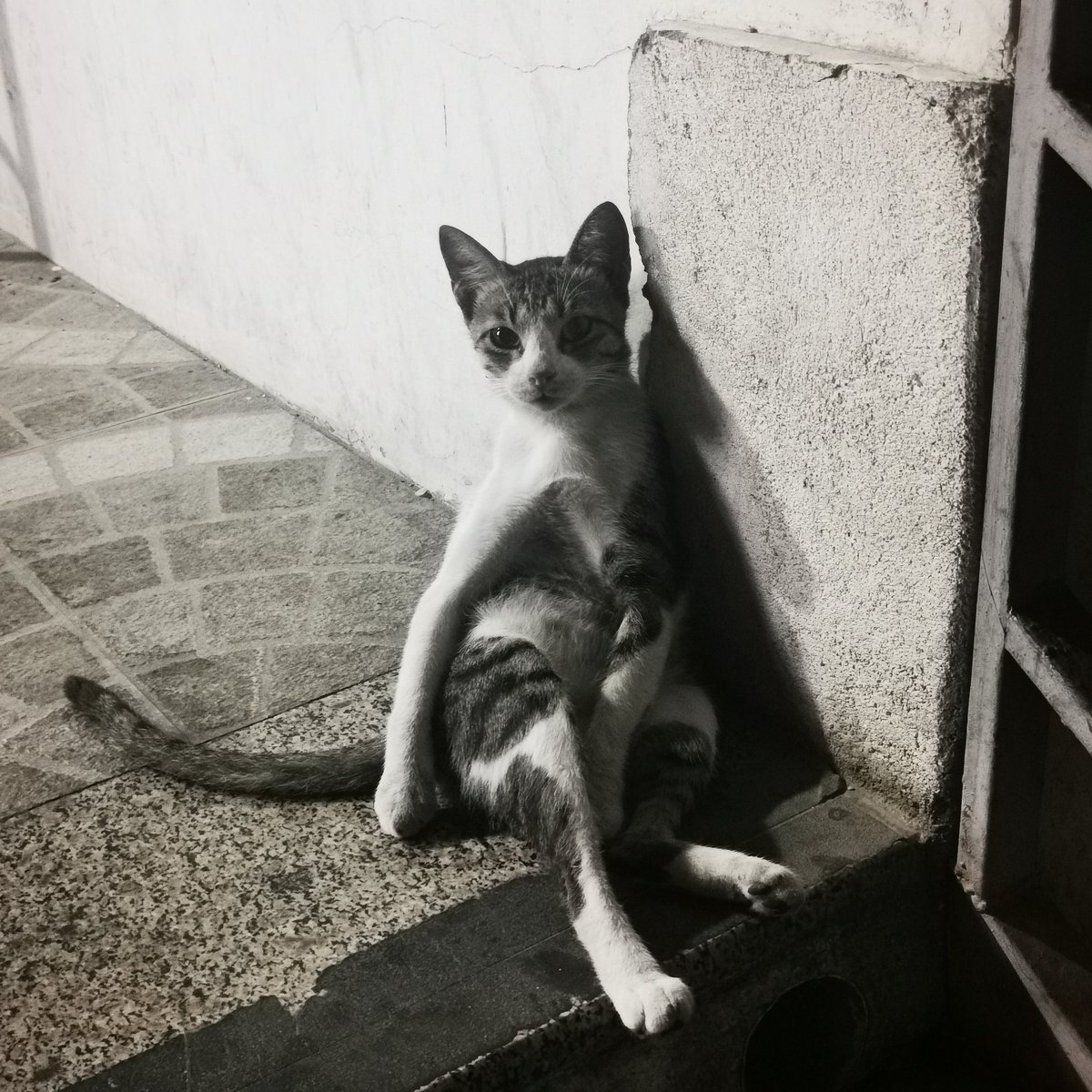 ahmeowed's tweet image. يخوانا عاينوا لقيت الزولة دي قاعدة كيف