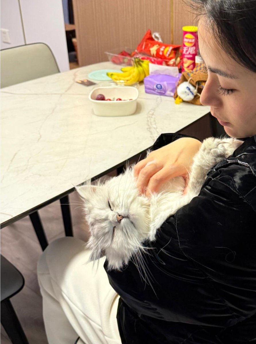 laotheary's tweet photo. 今天又被世界戳了一下心窝？别慌，回家就有只猫在沙发上‘监督’你的眼泪。来，揉揉它的肚子，它会用爪子告诉你：人类，哭完就去开罐头！ https://t.co/l1xaDPAAVl