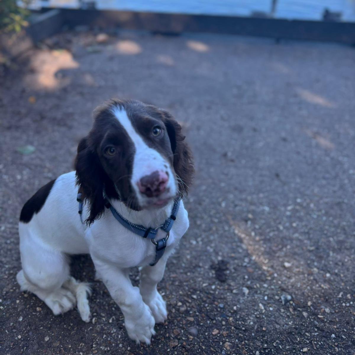 millypod1's tweet photo. LILY FOUND BUT INJURED, HIT BY A CAR.
SPEEDY RECOVERY WISHES SENT🐾
🆘14 OCT 2025 #Lost Lily #ScanMe
YOUNG English Springer Spaniel Female #PUPPY
Lily ran off from back garden in Great Hollands
#Holbeck #GreatHollands #Bracknell #Berkshire #RG12
https://t.co/KDdxvBawuh https://t.co/Z1Hsc43YE3