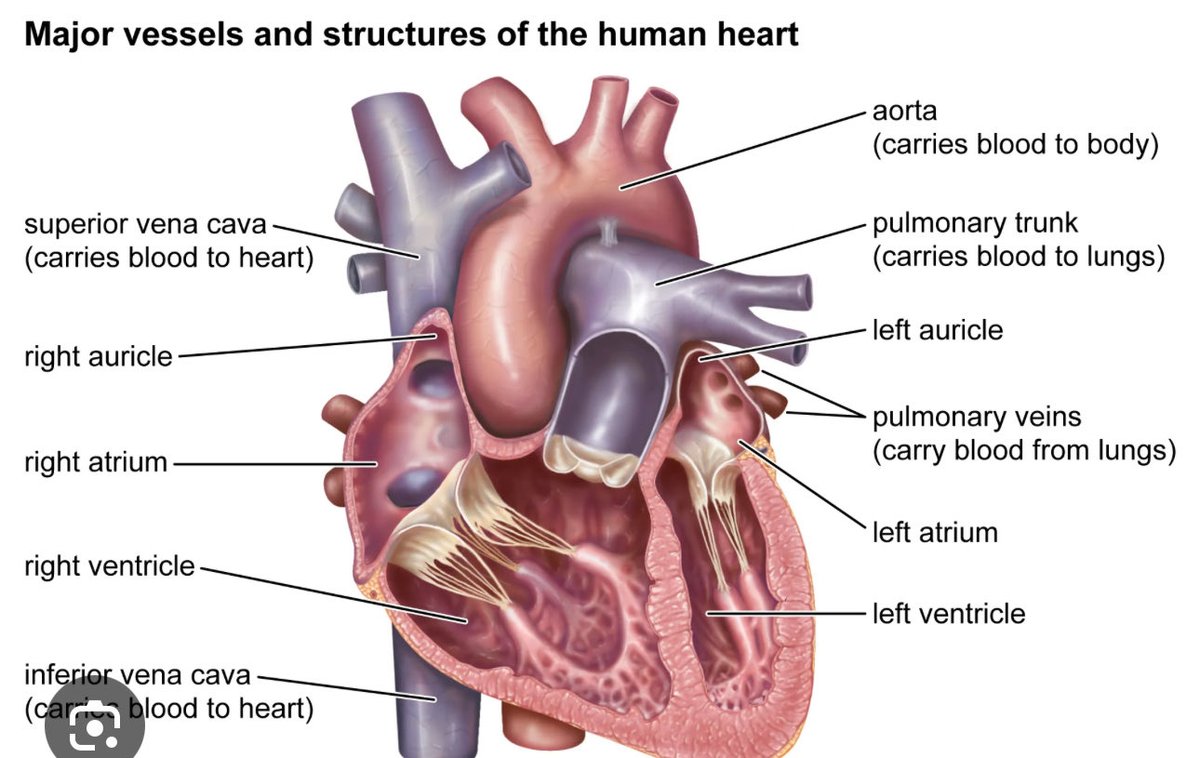 Martha-JD, MBA, PCC-😷 tweet media