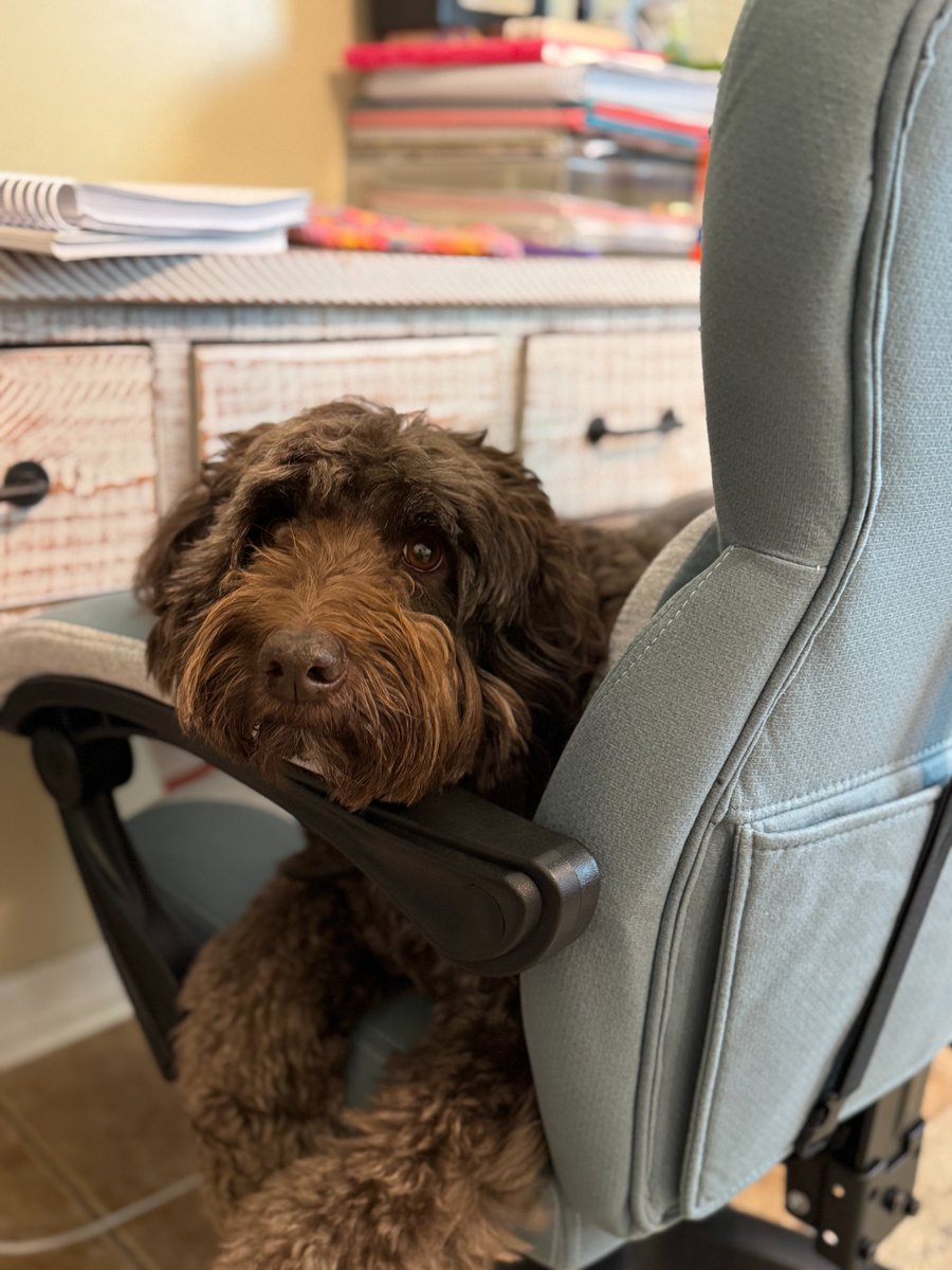 KelliUgc1414's tweet image. Dude says I overthink transitions.
He’s probably right.
(Also, he’s currently eating a sock.)
#PetContent #DudeTheDoodle #RelatableReal