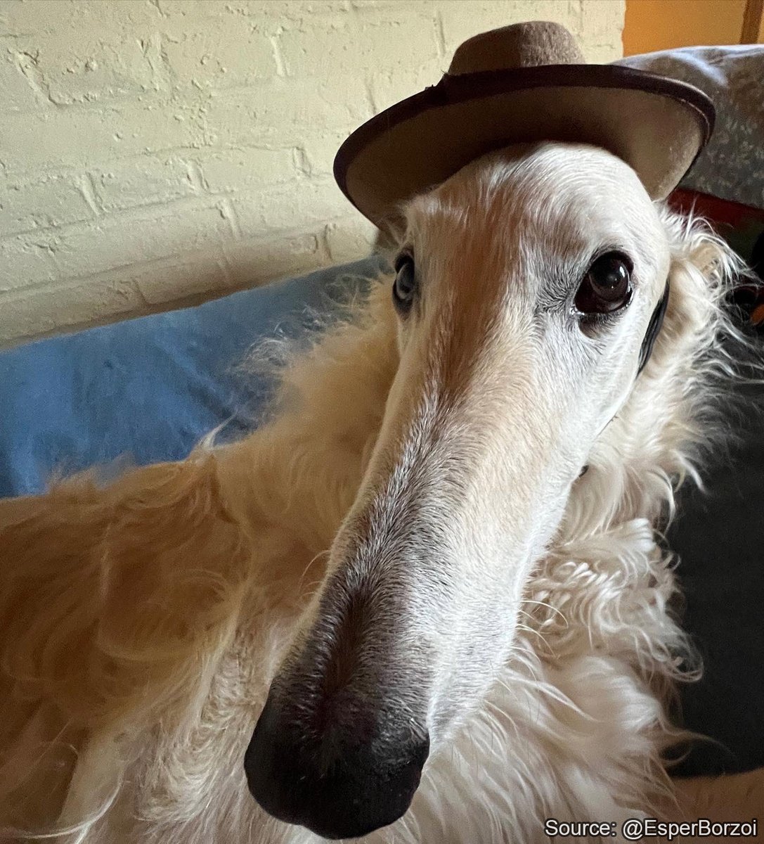 daily frederico furico (@amofurico) on Twitter photo 