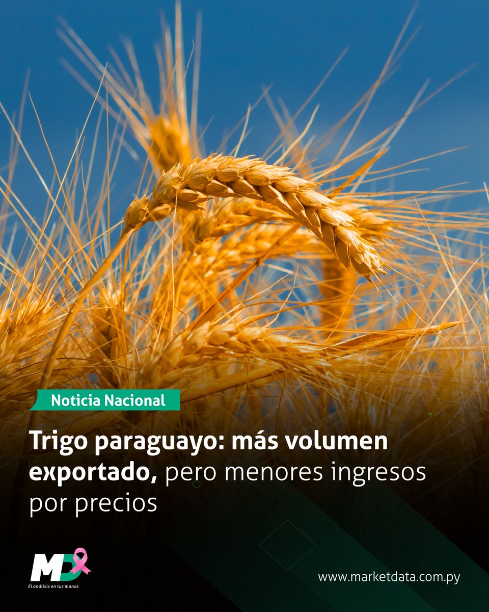 marketdata_py's tweet image. 🇵🇾🌾 Paraguay cerró el ciclo de exportaciones de trigo zafra 2024 con 536.681 toneladas enviadas
En comparación con el año anterior, representa un aumento de 187.975 toneladas, impulsado por una mayor producción y mejores rindes.
📍 Leé más en n9.cl/ifjfy