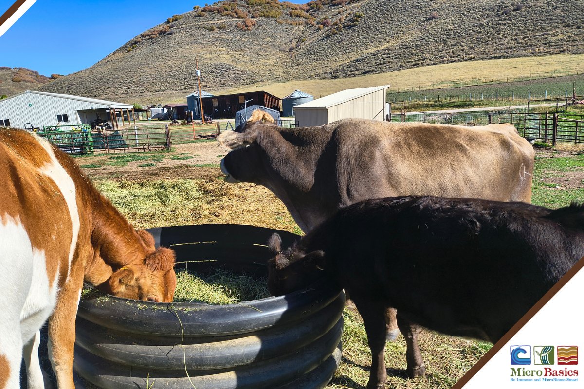 MicroBasics's tweet image. NEW BLOG: Jody Camiletti was born, raised, and currently lives in northwest Colorado where she ranches with her husband. The Camiletti’s run yearling cattle on their land during the summer. Click the link to read more! bit.ly/3W9Jtw4