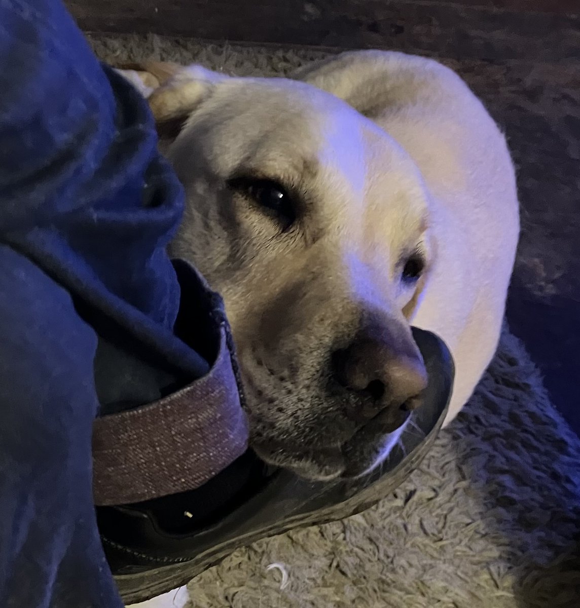 LimpyLabMax's tweet image. Love my dad