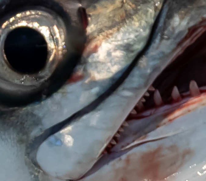 Think you all know what kind of fish this is? Let us know in the comments! 🕵️‍♂️