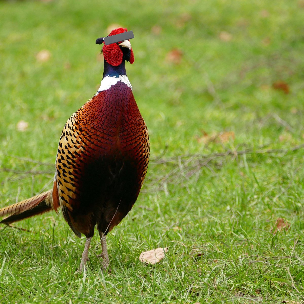 Bartın'da kahverengi kokarca ile mücadele kapsamında 250 sülün doğaya salındı.