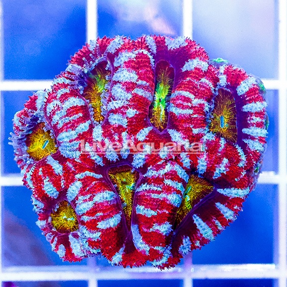 LiveAquaria's tweet photo. Exclusive preview of fresh arrivals at Diver's Den WYSIWYG Store, debuting today at 5pm CST!
👉https://t.co/5cEBGG98xJ
#diversden #liveaquaria #wysiwyg #saltwateraquarium #fyp #fishtok #exoticpettok #fish https://t.co/Bh5KXvHkFK