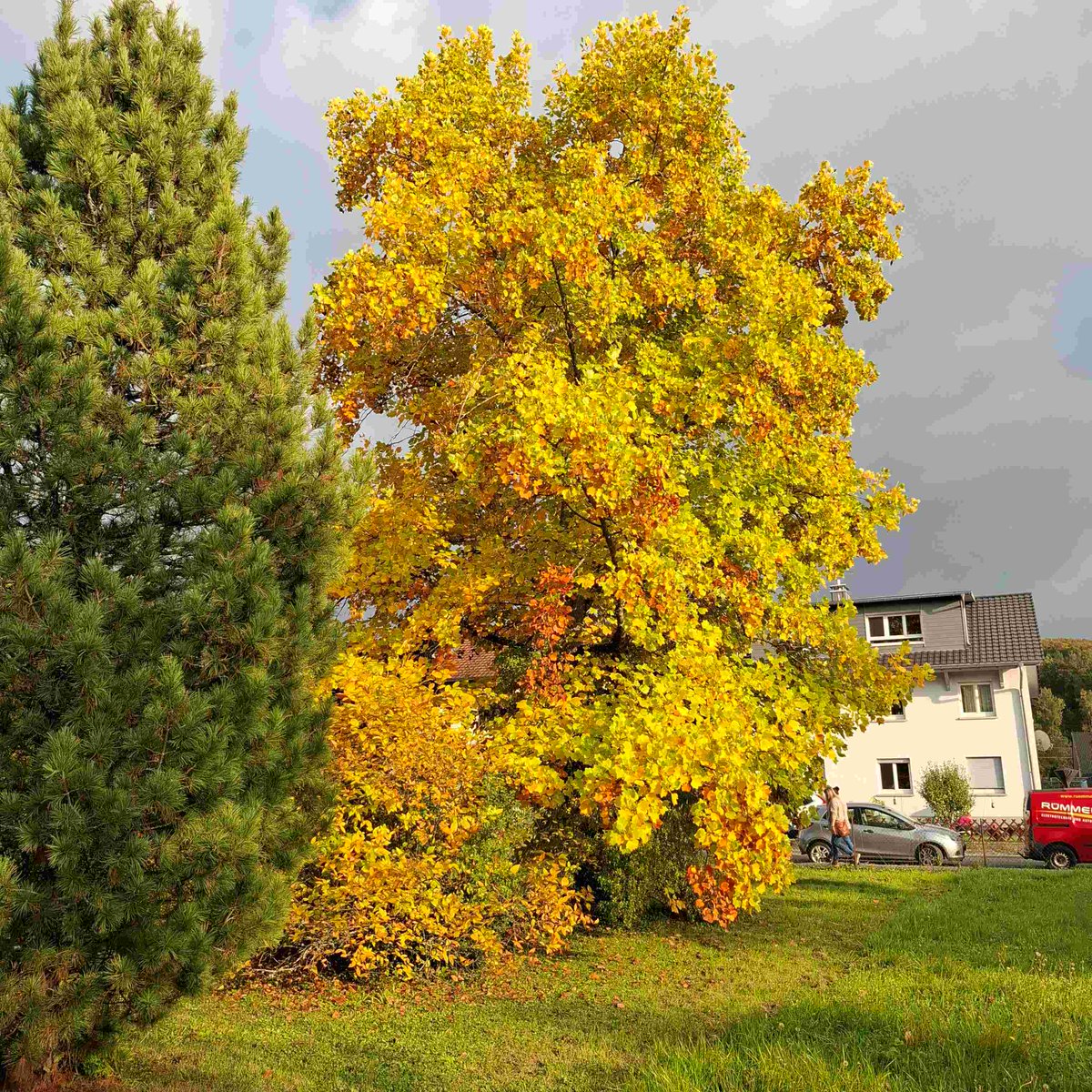 HSderSchreiber's tweet photo. Welch eine Farbenpracht. Es ist ein #Tulpenbaum in einem Garten in Schopfheim-Fahrnau. https://t.co/sN60wYMKo0