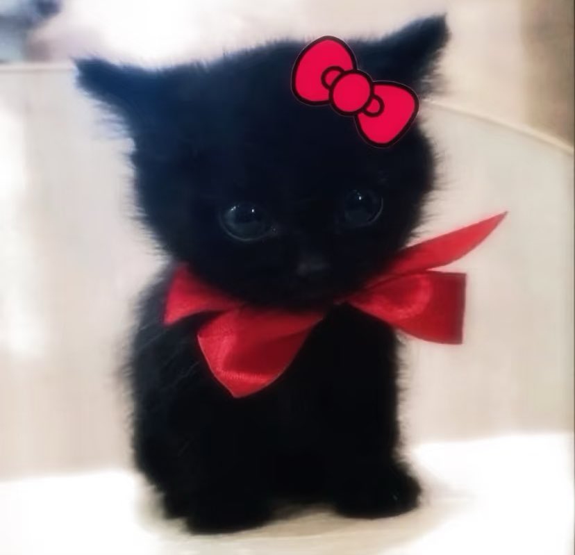 #украрт #укркрафт підкажіть будь ласка🙏 де онлайн можна замовити друк листівок А5/А6 

А також листок зі стікерами, такий, де формують/вирізають контур наліпок, а не просто для  самовирізання 

Буду дуже вдячна🙏